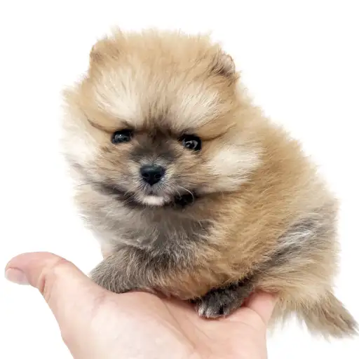 ポメラニアン