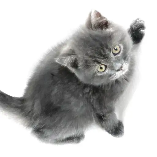 ブリティッシュショートヘア