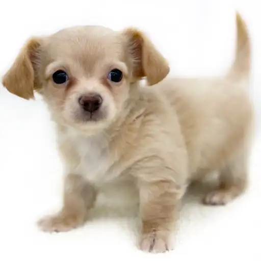 MIX（チワワ×ミニチュアダックスフント）