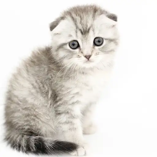 スコティッシュフォールド