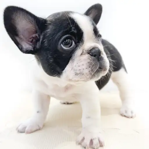 フレンチブルドッグ