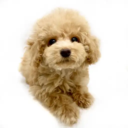 トイ・プードル