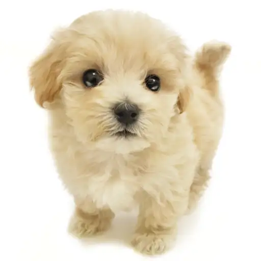 MIX（トイプードル×マルチーズ）