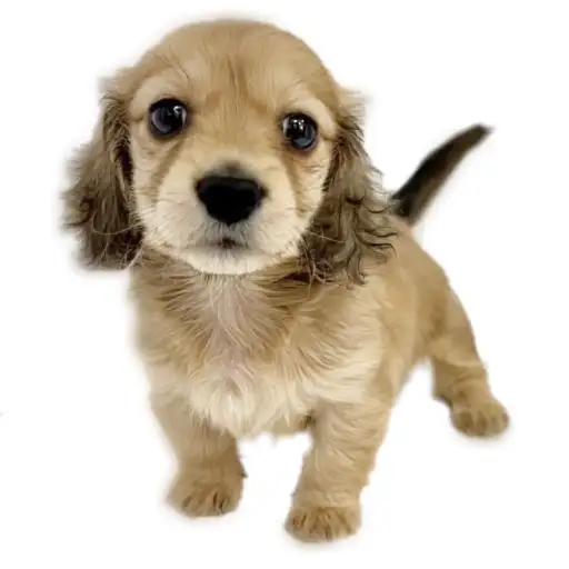 ミニチュア・ダックスフント