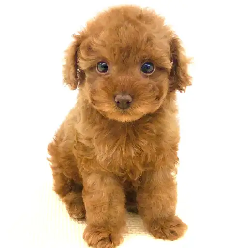 トイ・プードル