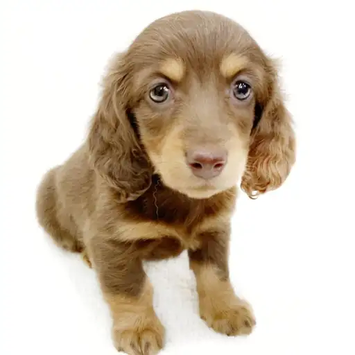 ミニチュア・ダックスフント