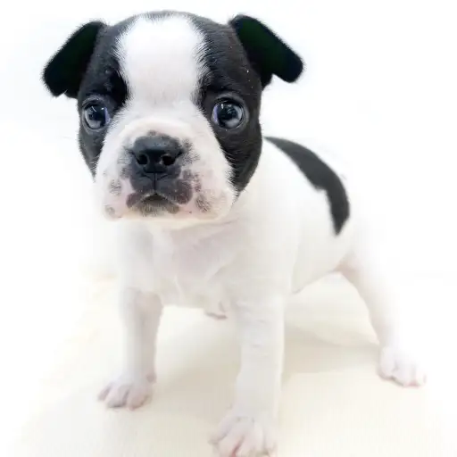 ボストンテリア