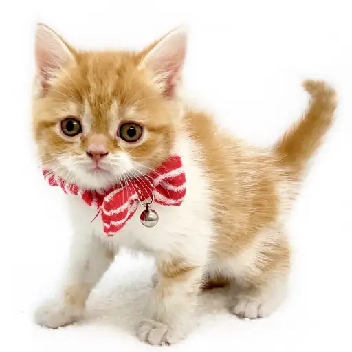 スコティッシュフォールド