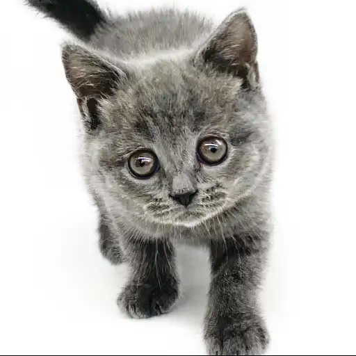 ブリティッシュショートヘア