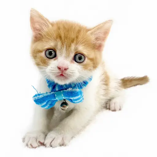 スコティッシュフォールド