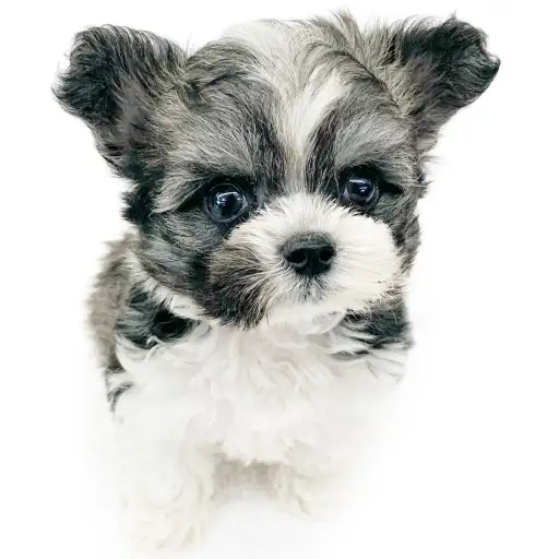 MIX（チワワ×マルプー）