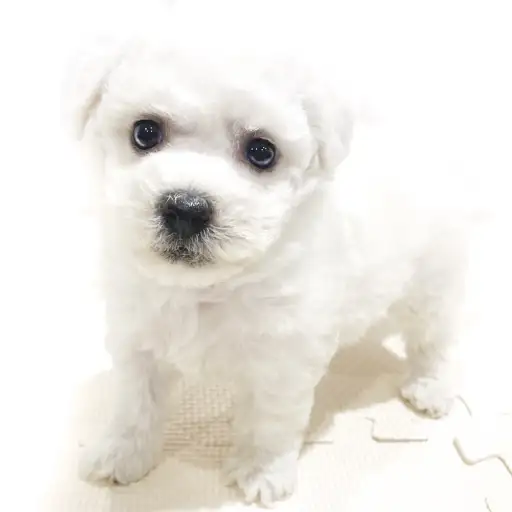 ビションフリーゼ