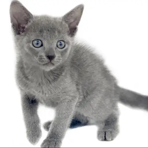 ロシアンブルー