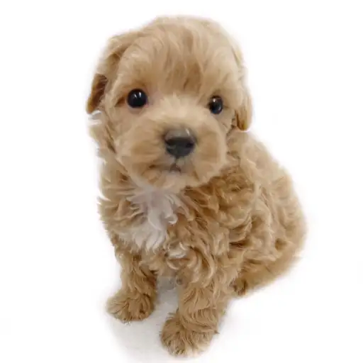 MIX（トイプードル×マルチーズ）