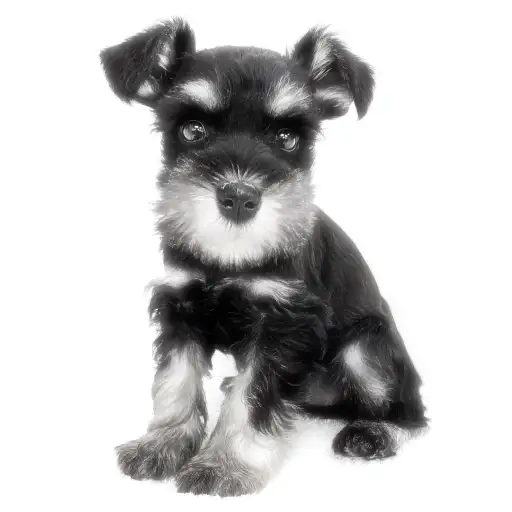 ミニチュア・シュナウザー