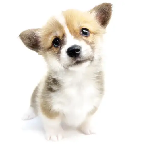 ウェルシュコーギーペンブローク