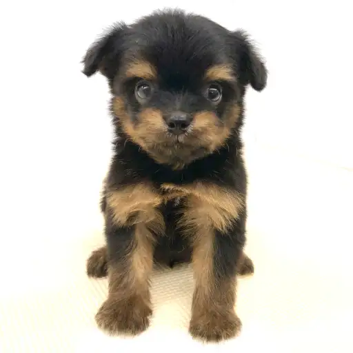 MIX（チワワ×マルチーズ）