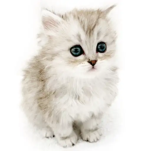 スコティッシュフォールド