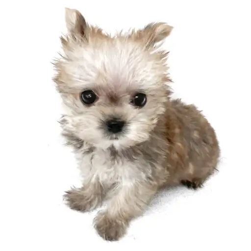 MIX（ヨークシャーテリア×マルチーズ）