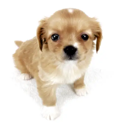 MIX（チワワ×キャバリアキングチャールズスパニエル）