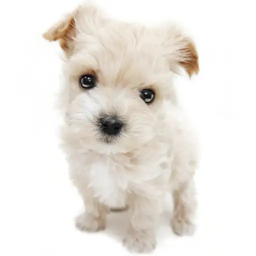 MIX（トイプードル×マルチーズ）