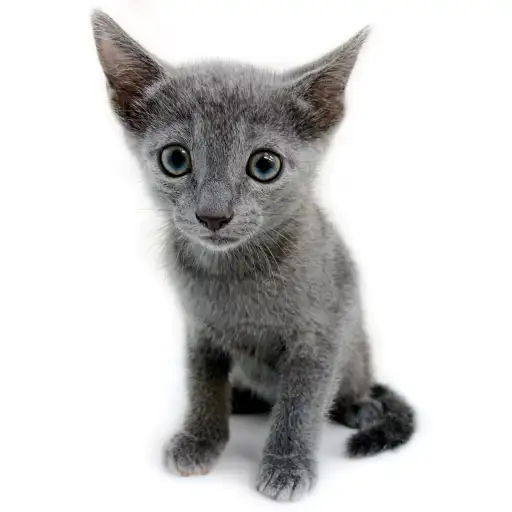 ロシアンブルー