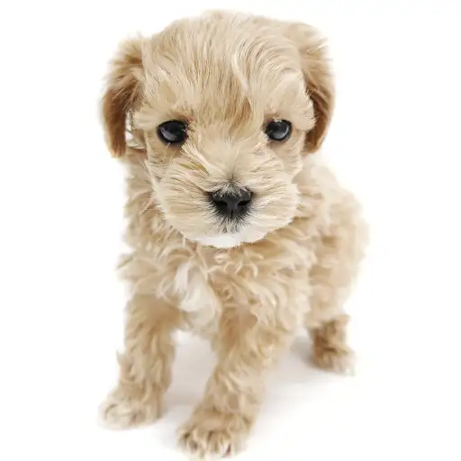 MIX（トイプードル×マルチーズ）