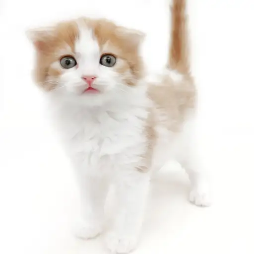 スコティッシュフォールド