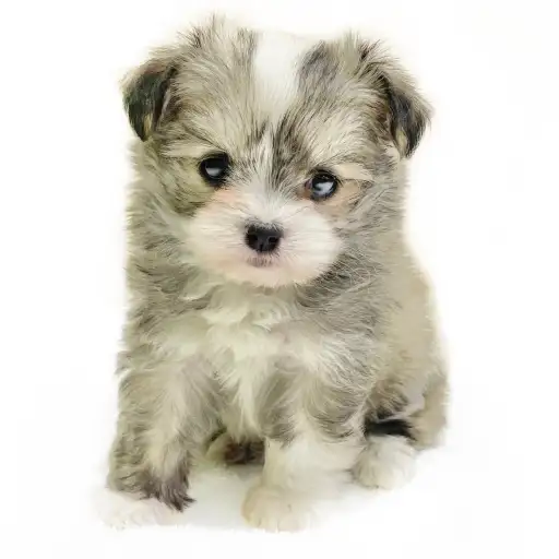 MIX（チワワ×マルチーズ）