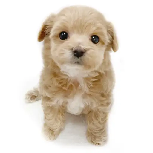 MIX（マルチーズ×トイプードル）