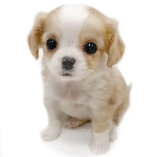 MIX（チワワ×キャバリアキングチャールズスパニエル）