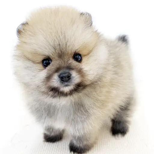 ポメラニアン