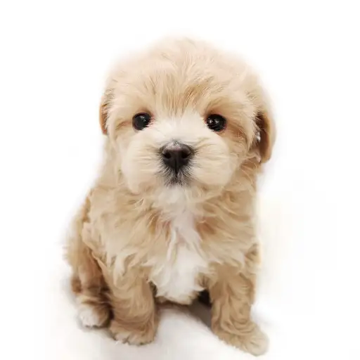 MIX（トイプードル×マルチーズ）