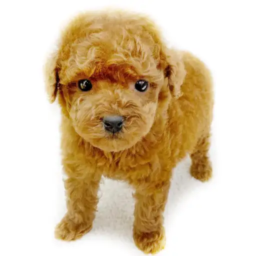 トイ・プードル