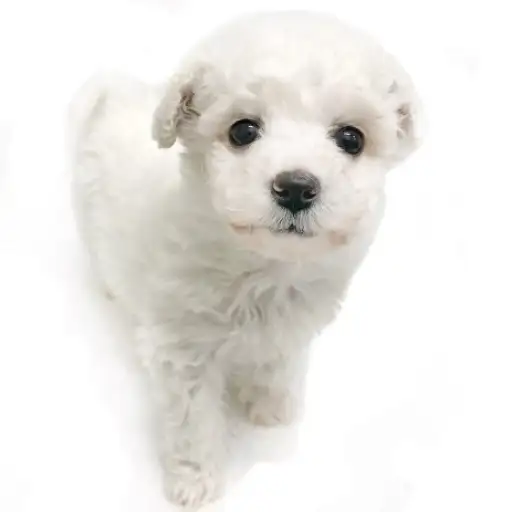 ビションフリーゼ