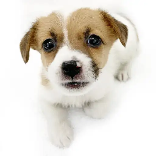 ジャックラッセルテリア