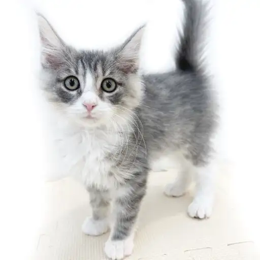 ノルウェージャンフォレストキャット