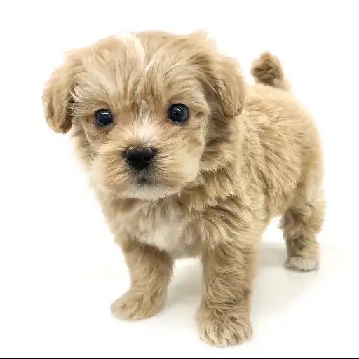 MIX(トイプードル×マルチーズ)