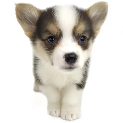 ウェルシュコーギーペンブローク