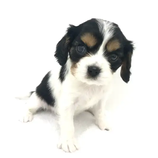 キャバリア・キングチャールズ・スパニエル