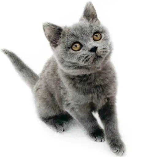 ブリティッシュショートヘア