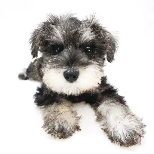 ミニチュア・シュナウザー