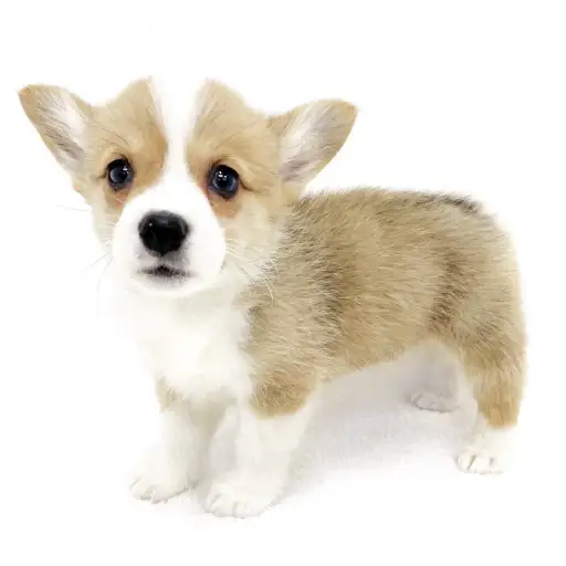 ウェルシュコーギーペンブローク