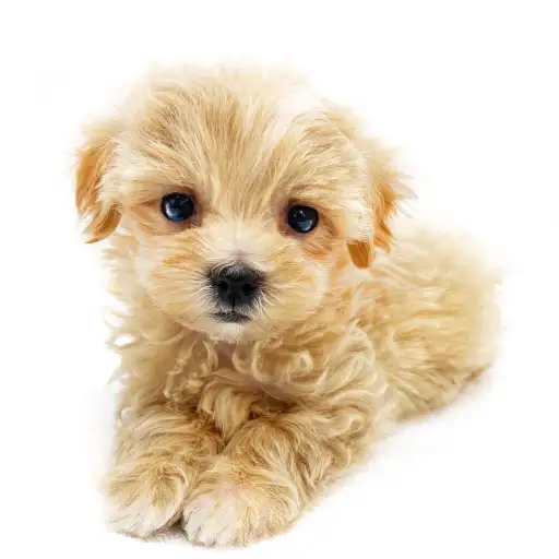 MIX（マルチーズ×トイプードル）