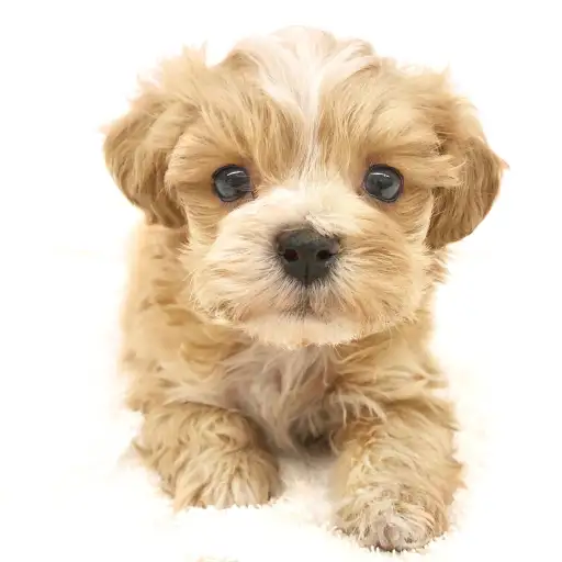 MIX（トイプードル×マルチーズ）