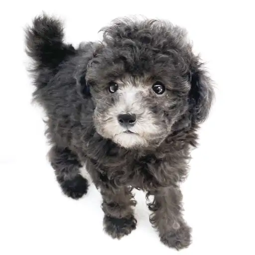 トイ・プードル