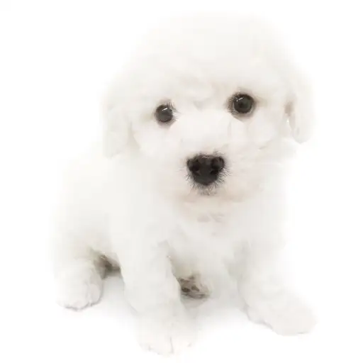 ビションフリーゼ