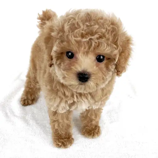 トイ・プードル