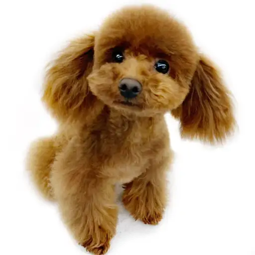 トイ・プードル