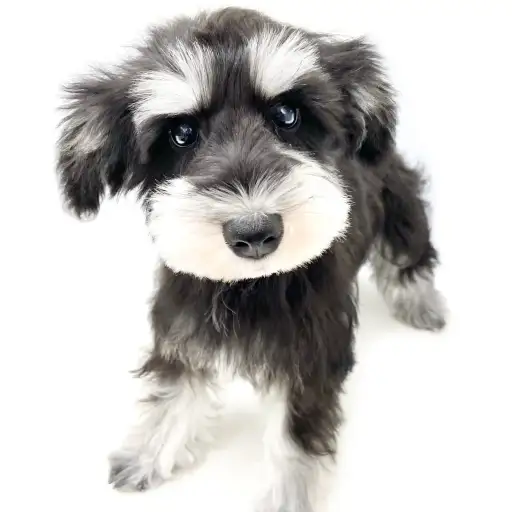 ミニチュア・シュナウザー